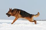 BERGER ALLEMAND 470